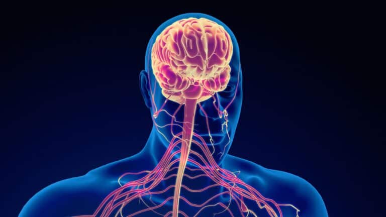 Difference Between Sympathetic And Parasympathetic